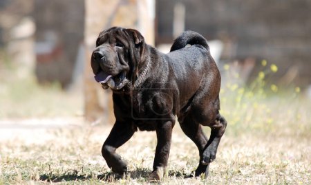 Foto de Un hermoso perro de la raza shar pei - Imagen libre de derechos