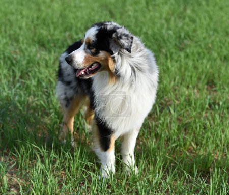 Photo for A puppy australian shepherd dog in the field - Royalty Free Image