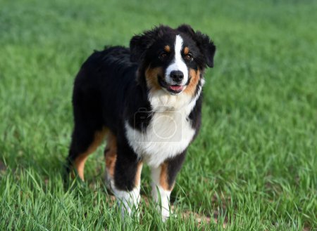 un perro pastor australiano cachorro en el campo