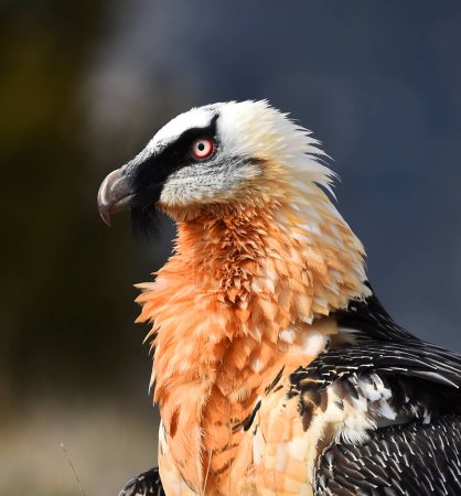 un vautour barbu en Espagne