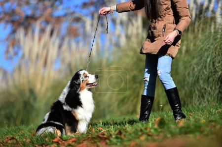 a beautiful australian shepherd dog in the field