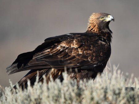 Photo for A golden eagle on a perch on a mountain - Royalty Free Image