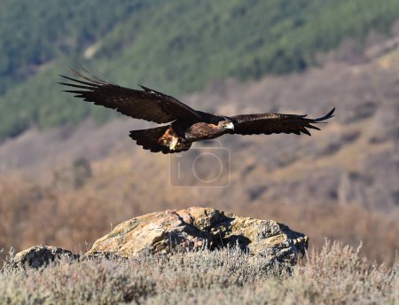 a golden eagle on a perch on a mountain