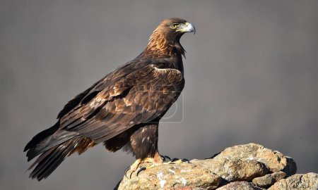 a golden eagle on a perch on a mountain