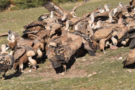 Photo for A majestic griffon vulture in spain - Royalty Free Image