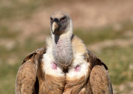 Photo for A majestic griffon vulture in spain - Royalty Free Image