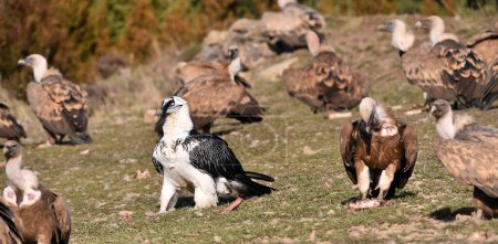 Téléchargez les photos : Un vautour griffon majestueux en Espagne - en image libre de droit