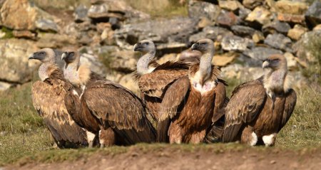 Téléchargez les photos : Un vautour griffon majestueux en Espagne - en image libre de droit
