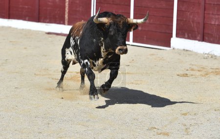 Photo for Strong bull with big horns running in the bullring on spain - Royalty Free Image