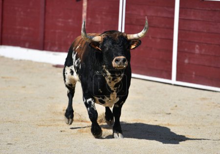 Photo for Strong bull with big horns running in the bullring on spain - Royalty Free Image