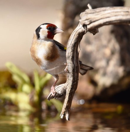 a goldfinch with beautiful colors on a tree branc