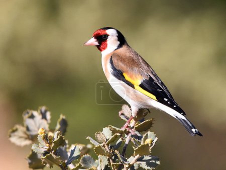a goldfinch with beautiful colors on a tree branch