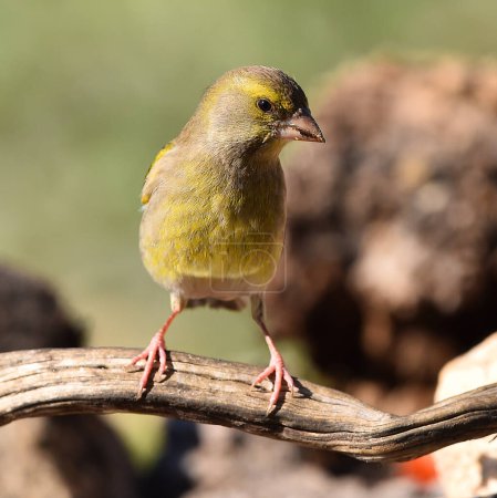 Greenfinch in its natural enviroment in Brazil