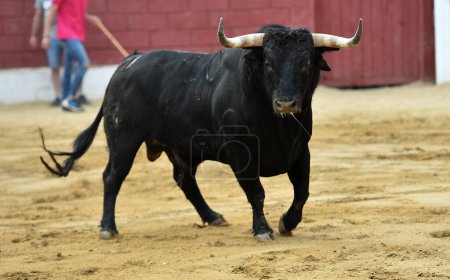 Photo for Big bull with big horns in a traditional spectacle of bullfight in spain - Royalty Free Image