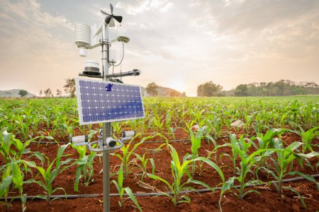 Foto de Estación meteorológica en campo de maíz, tecnología 5G con concepto de agricultura inteligente - Imagen libre de derechos