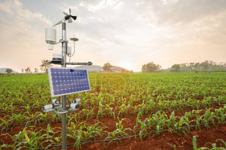 Estación meteorológica en campo de maíz, tecnología 5G con concepto de agricultura inteligente