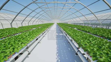 Photo for Strawberries plant in the greenhouse, Smart farming concept - Royalty Free Image