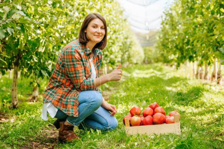 Front view young woman agronomist squatting in front of a crate of red apples showing thumb up. A happy apple orchard worker has finished his work and happy with the good result. Looking at camera.