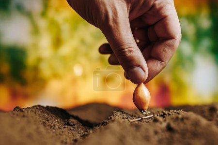 Foto de Siembra de semillas de cebolla cebolleta semillas de plantas en el suelo, los agricultores masculinos mano de cerca de los dedos de plantación en el suelo, agrícola, enfoque selectivo - Imagen libre de derechos
