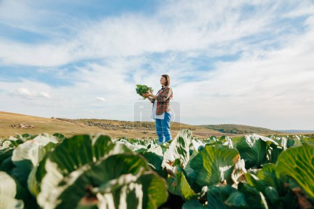 Photo for Against the background of a clear, clean, cloudless sky, a brunette woman farmer stands in a field with cabbage and holds a head of cabbage in her hands. He admires his harvest and must check - Royalty Free Image