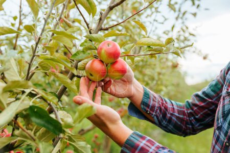 Photo for Close up hands man agronomist farmer worker lovingly touches ripe red apples on tree. Unrecognizable inspects fruits, rich harvest, farming, family business, natural blurred background, casual wear. - Royalty Free Image