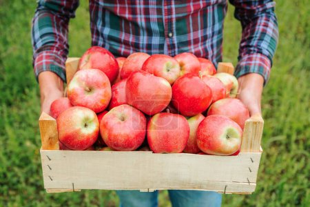 Nahaufnahme Holzkiste mit roten Äpfeln in den Händen eines Bauern Mann in einem Apfelgarten. Gute Erntezeit für reife Äpfel. Das Konzept der Landwirtschaft, gesunde Ernährung, Vitamine. Nicht wiederzuerkennen.