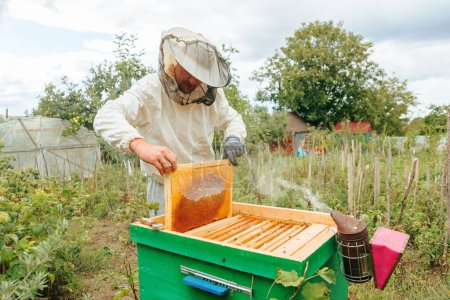 Beekeeper in a protective suit in the apiary pulls out honeycombs from the hive with hands. Man dressed as apiarist takes honey from a beehive for a sample. The farmer checks quality of the product.