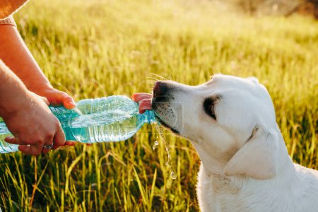 Photo for Canine Hydration A playful labrador happily drinking water from a bottle held by its owners hands during an outdoor adventure. - Royalty Free Image