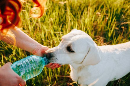 Photo for Refreshing Hydration A persons hands holding a bottle of cold drink water on a sunny day, with a dog eagerly watching nearby. Refreshing Moments Hands holding a bottle of drink water in front - Royalty Free Image