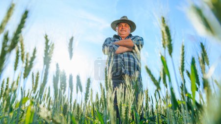 Von unten blickt ein älterer männlicher Arbeiter in die Kamera, während er auf einer landwirtschaftlichen Plantage mit grünen Weizenähren auf dem Land steht. Älterer Bauer auf Feld mit Weizen