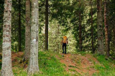 Ein Mann aus dem Kaukasus wandert zielstrebig durch das friedliche Grün eines Hochgebirgswaldes und fängt den Geist eines naturinspirierten Wanderabenteuers ein.
