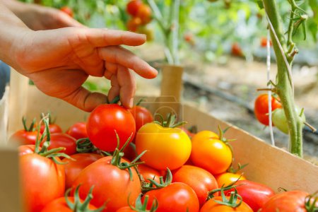 a woman hands picks ripe tomatoes from a branch putting in box. harvest concept. hands close up. Farmer Picking Tomatoes.