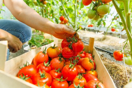 womans hands harvesting fresh organic tomatoes putting in box, her garden on a sunny day. A farmer works in a greenhouse. Rich harvest concept
