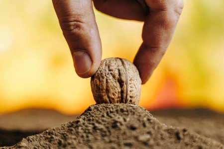 A stunning close-up photograph of a walnut kernel in the soil, with the texture of the ground and dirt clearly visible.