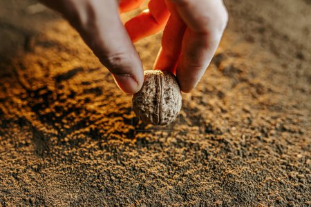 Una imagen recortada de una mano campesina sosteniendo una semilla de nuez antes de plantarla en el suelo.
