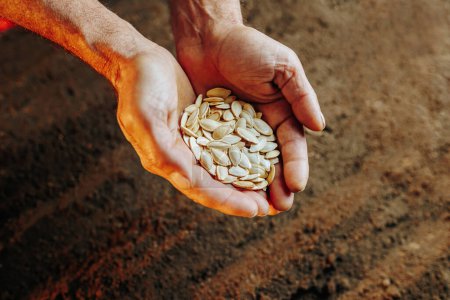 Nahaufnahme von erfahrenen Händen, die einen Samen halten und sich darauf vorbereiten, ihn in die Erde zu pflanzen, mit einem Blick von oben auf den Boden im Hintergrund.