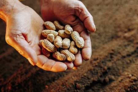 Aged hands holding a seed with care, preparing to sow it in the ground, in a close-up view with the top view of the soil visible.
