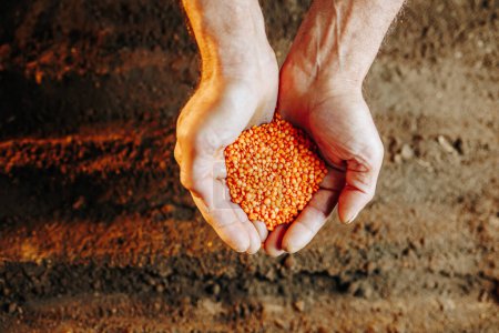 A close-up view of old, experienced hands holding a seed, preparing to plant it in the ground, in an authentic agricultural setting.