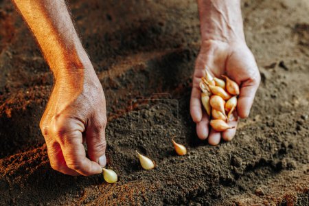 Der Boden, reich und biegsam, bietet das perfekte Beet für das zarte Saatgut, während die Hände der Bauern ein Beweis für die harte Arbeit und Hingabe sind, die in jeden Aspekt des Pflanzprozesses einfließen.