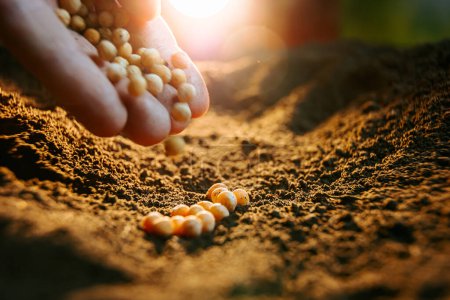 A cropped image of a farmers hands holding soybean seeds against the backdrop of the fertile soil waiting to be planted.
