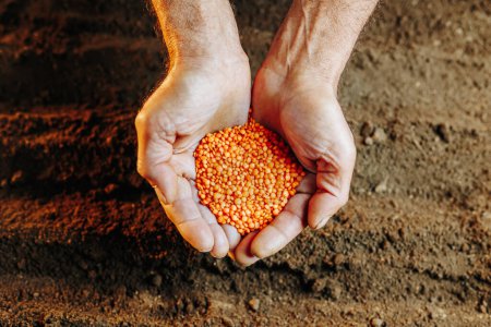 La vista superior de las manos de un agricultor sosteniendo una semilla y preparándose para plantarla en el suelo fértil.