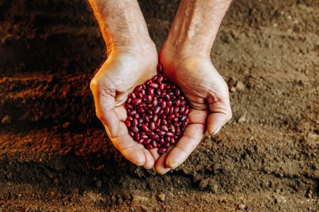Top view of hands holding a seed, getting ready to plant it in the ground, in a field of soil.