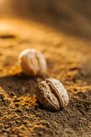 A cropped image of a cluster of walnut seeds lying on top of the ground, waiting to be planted in the nutrient-rich soil.