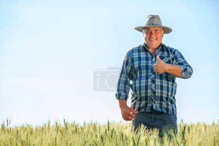 Smiling elderly male farmer looking at camera and showing thumbs up gestures while standing in agricultural field on summer day. Joyful mature man showing thumbs up in countryside copy space