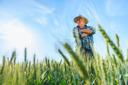 From below of mature male worker in hat standing in agricultural field with green plants on summer day in countryside. Serious elderly farmer on farmland copy space