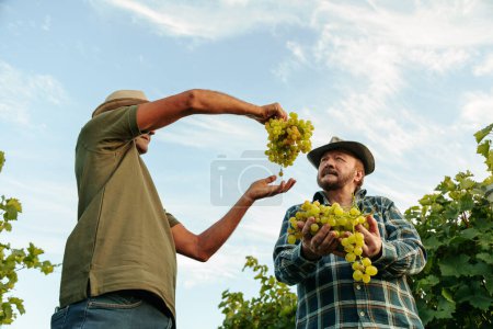 Bottom view two winemaker men adult elderly farmer carefully and concentratedly pass from hand to hand ripe large bunches of grapes smile. Agronomists good working mood. Huge berries hang from hands.
