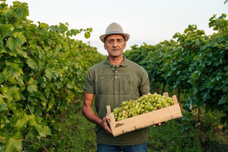 Front view elderly farmer winegrower worker man in a hat stands with box full of grapes in his hands and tired. Background large grape plantation in nice clear sunny weather.