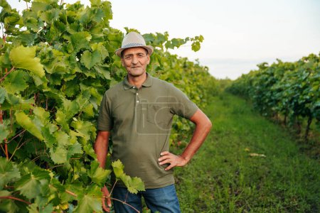 looking at the camera an elderly male farmer worker winemaker stands in a vineyard and smiling happily. Around a lot of greenery, carved grape leaves. Copy space.