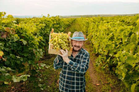 Front view of elder male farmer winegrower hold lift box of grapes on shoulder great harvest, smiling and looking at the camera. Vineyards go beyond the horizon line. Background field horizon.