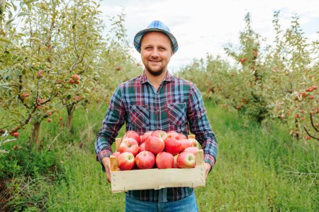 Front view smiles and holds a wooden box full of ripe red juicy apples. A successful agronomist in a hat and a plaid shirt shows everyone the harvest harvested in his own apple orchard. Fertile land.